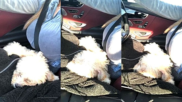 freaky milf stepmom Nicolette Shea with big tits driving with her cute dog sitting on her thighs