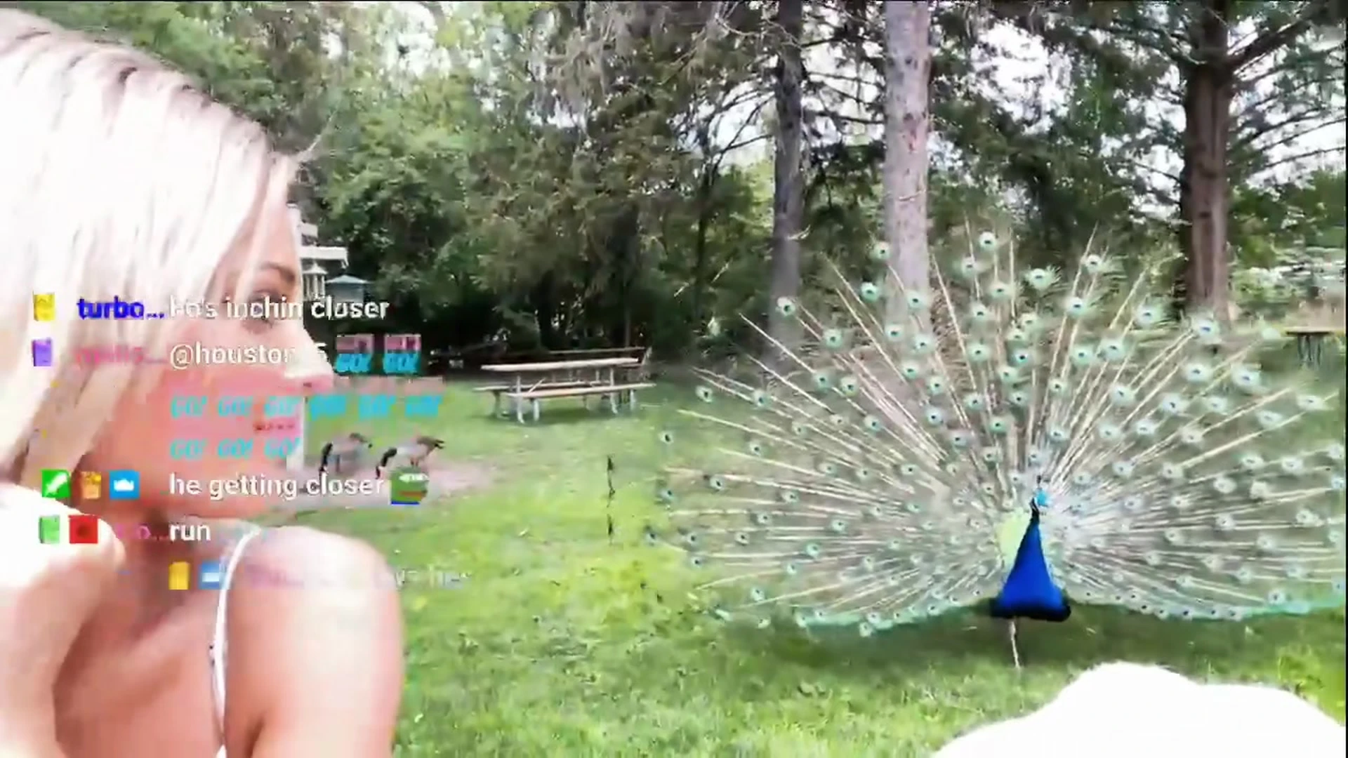 Thedandangler having a good time in a park